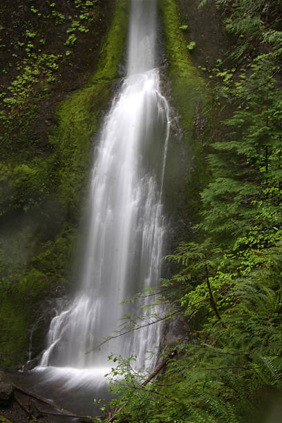 istock Waterfall In Olympic National Park 181084253