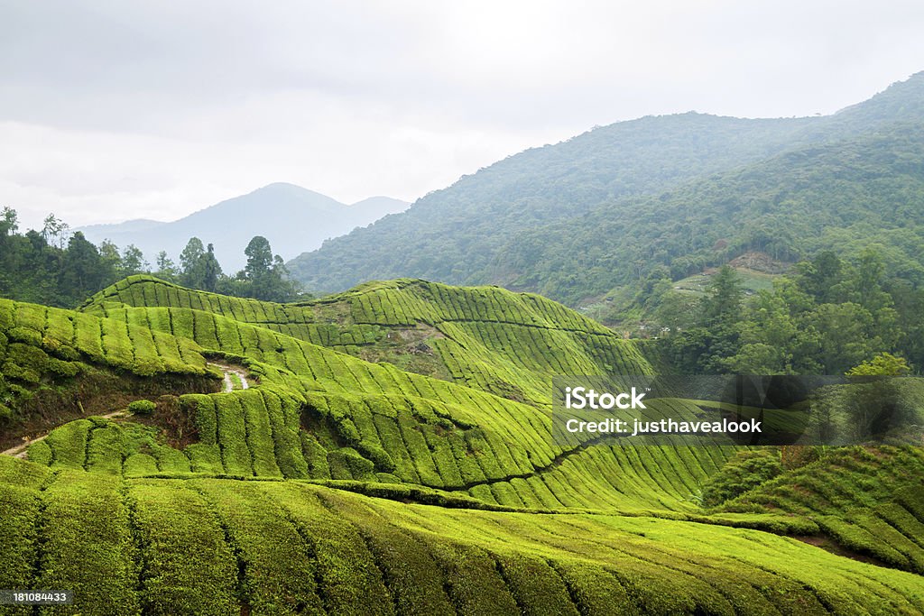 Jour nuageux dans les plantations de thé - Photo de Agriculture libre de droits