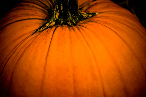 Pumpkin close up . Macro, shallow focus.