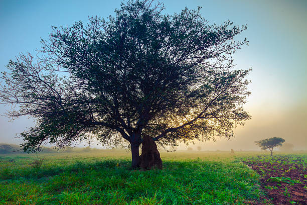 African sunrise in winter stock photo