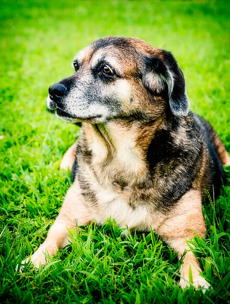 istock Mature Dog Resting Peacefully in Grass 181085159