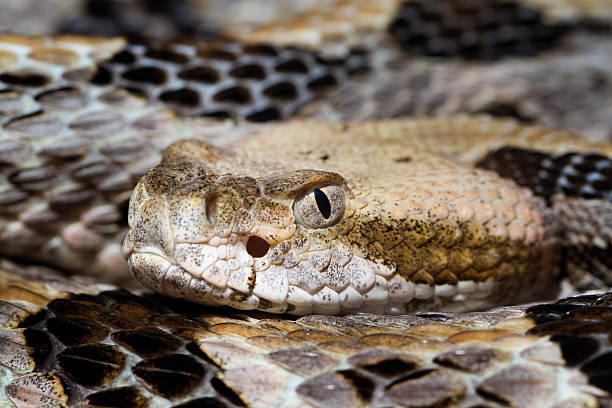 close -up of 木製（ラトルスネーク canebrake ) - timber rattlesnake ストックフォトと画像