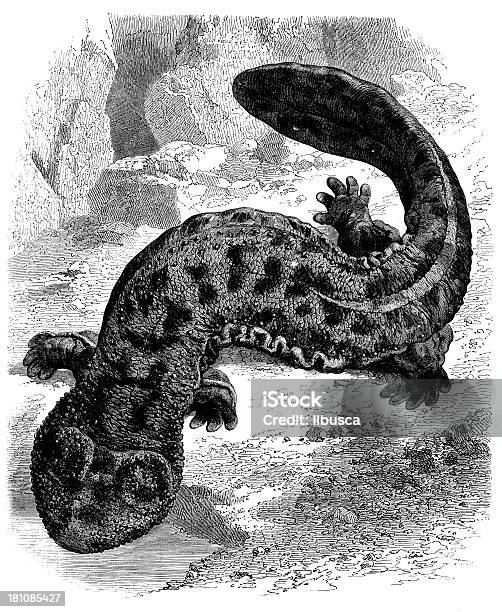 Antyczne Ilustracja Przedstawiająca Japoński Salamander - Stockowe grafiki wektorowe i więcej obrazów Antyczny