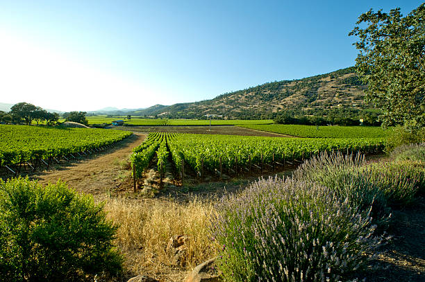 istock Vineyard, Hills and Lavender, Napa 181085433