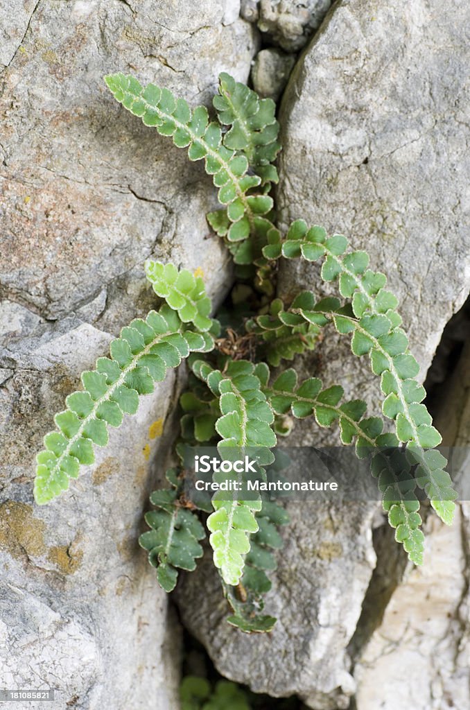 Farne: Rustyback (Ceterach officinarum) - Lizenzfrei Balkan Stock-Foto