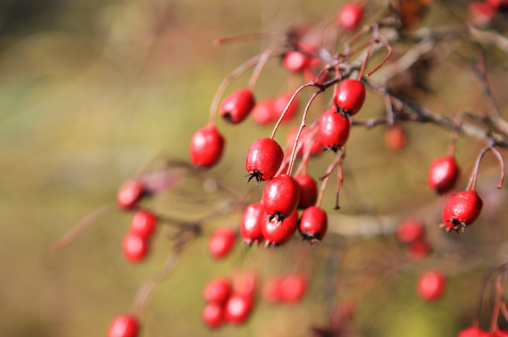 The red berries of the hawthorn (Crataegus) shrub.