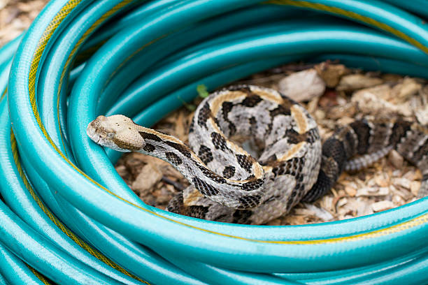 タイマーラトルスネークの園芸用ホース - timber rattlesnake ストックフォトと画像