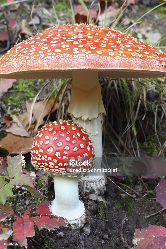 agaric de mouche rouge forêt Amanite muscaria - Photo de Amanite tue-mouche libre de droits