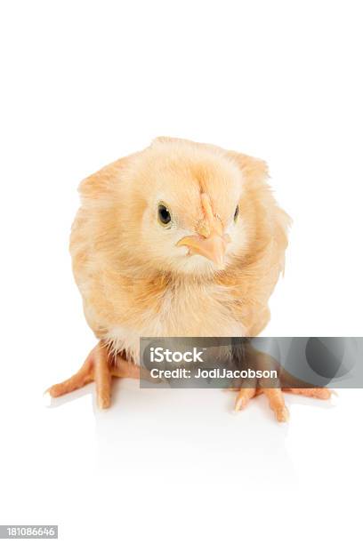 Bambino Chick - Fotografie stock e altre immagini di Pulcino - Pulcino, Sfondo bianco, Uccellino