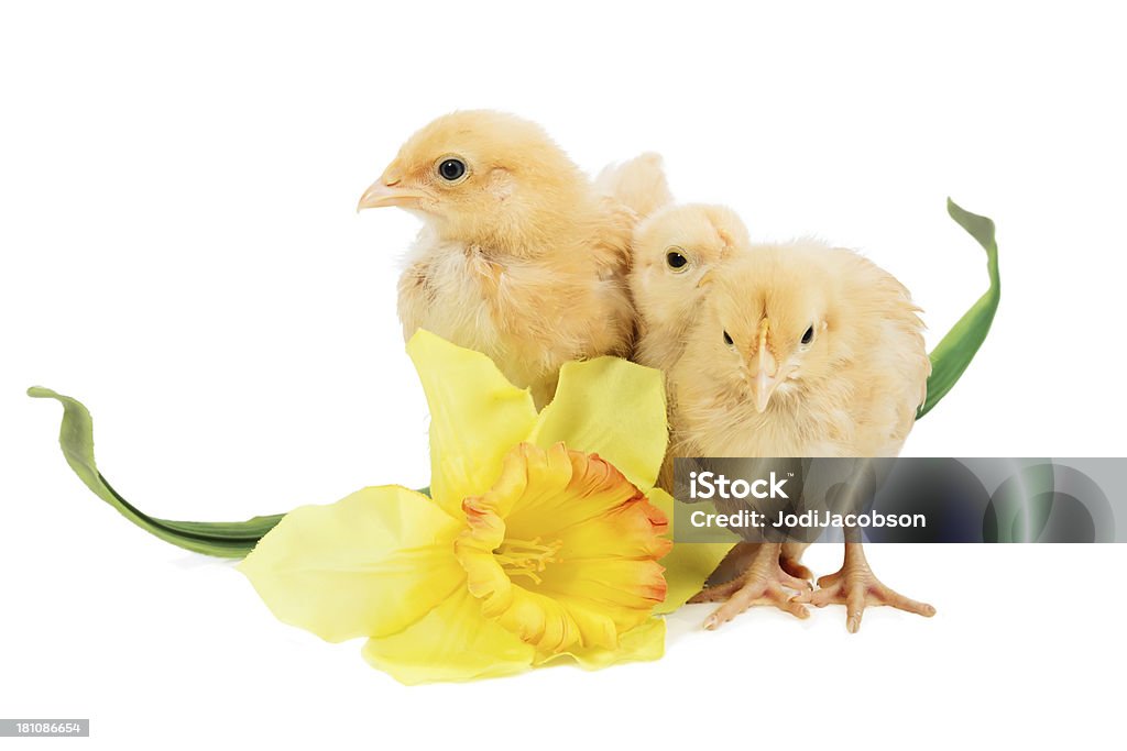 Tres bebés pollos con una flor - Foto de stock de Amarillo - Color libre de derechos