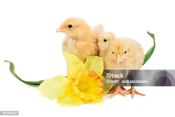 Foto de Três Filhotes De Bebê Com Uma Flor e mais fotos de stock de Amarelo - Amarelo, Animal, Animal de Fazenda