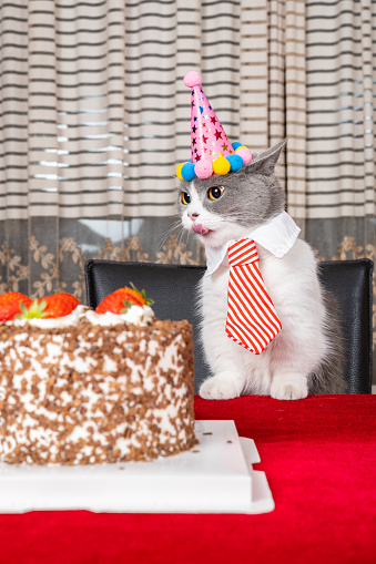 cute british shorthair cat celebrating her birthday vertical composition