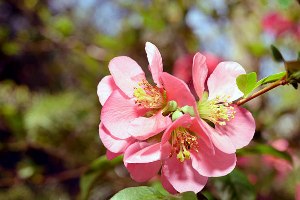 japanese pigwa oddział-coraz bogatsza - camellia day nobody single flower zdjęcia i obrazy z banku zdjęć