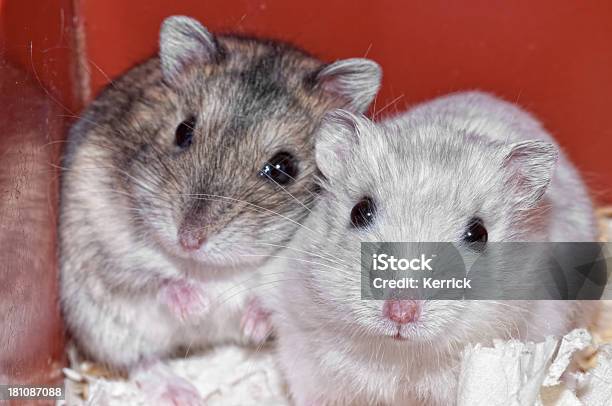 Feuere Bin Ich Hinter Sich Dem Zuckerhut Hamster Stockfoto und mehr Bilder von Einzelner Gegenstand - Einzelner Gegenstand, Fotografie, Hamster