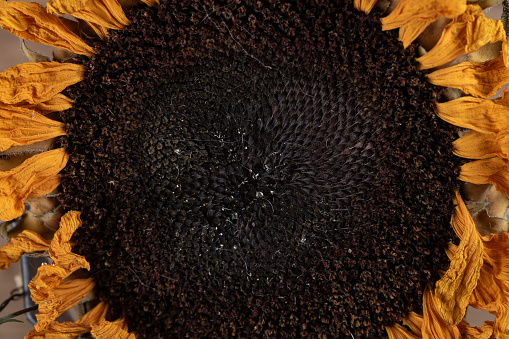 top view faded sunflower close up