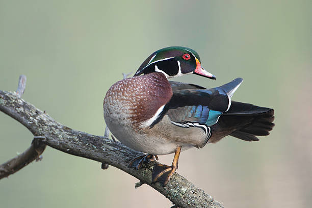 istock Male Wood Duck 181087245
