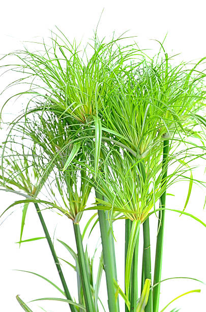 Green papyrus plant on white background stock photo