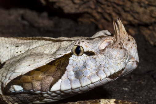 The Horns of a Gaboon Viper