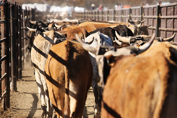 rodeo jazda na byku woły - rodeo cowboy montana bucking bronco zdjęcia i obrazy z banku zdjęć