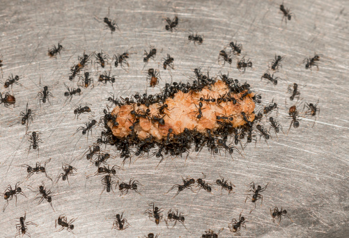 Black ants feast on a piece of ground beef. Macro lens and macro ring light used.