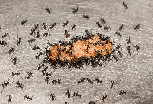 Black Ants On Meat stock photo