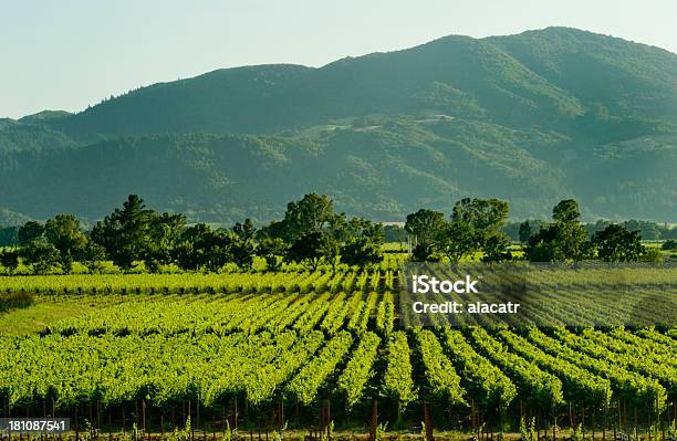 Weinberge Hügel Napa Stockfoto und mehr Bilder von Napa Valley - Napa Valley, Weinberg, Fotografie