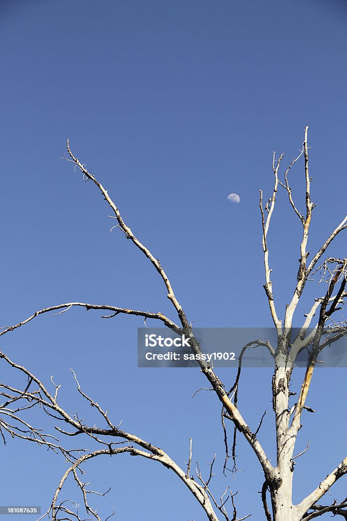 Árbol de luna - Foto de stock de 2000-2009 libre de derechos
