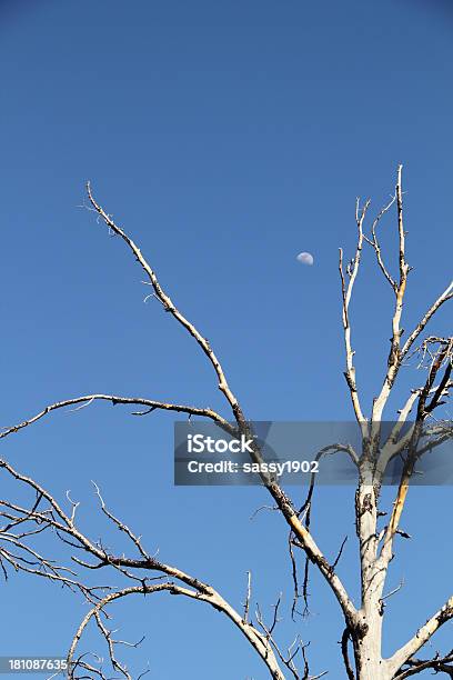 Árvore Lua - Fotografias de stock e mais imagens de 2000-2009 - 2000-2009, Acordo, Ambiente vegetal