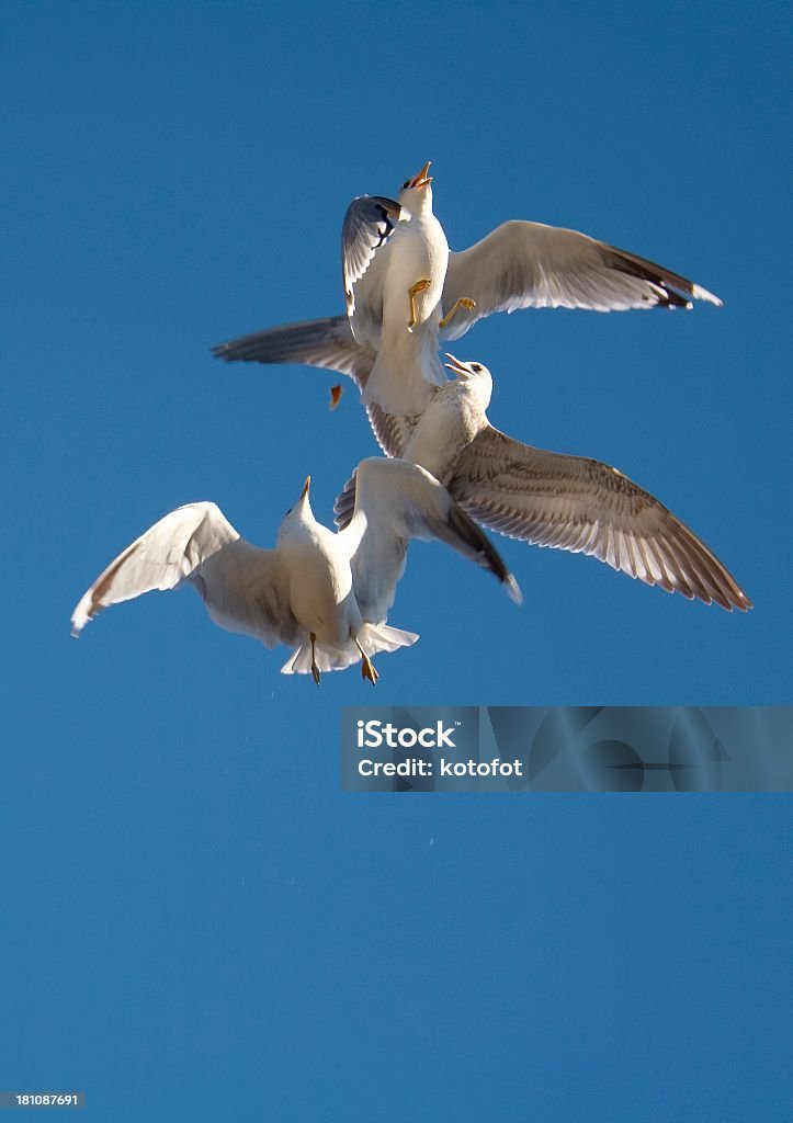 Gulls on a blue sky We feed gulls with bread and make nice photos. Valaam isl., Ladoga lake, Russia. Animal Stock Photo