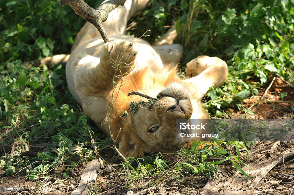 Young león descansando en la sombra - Foto de stock de Acostado libre de derechos