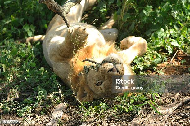 Young León Descansando En La Sombra Foto de stock y más banco de imágenes de Acostado - Acostado, Aire libre, Aislado