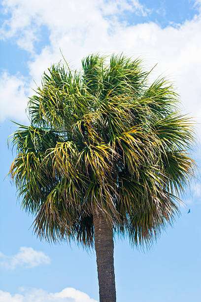 palmetto - day vertical palmetto south carolina foto e immagini stock