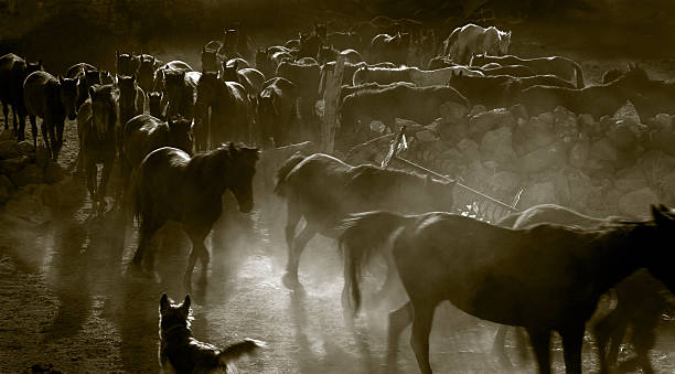 istock Herd of horse 181087841