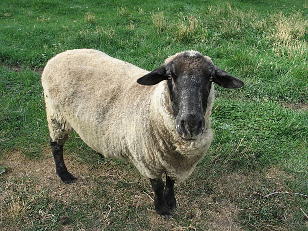 Now Ewe Listen to me!