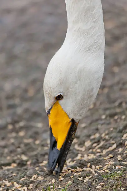 "A close-up portrait of a wild Whooper Swan,"