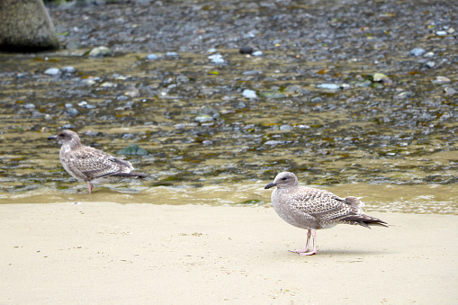 View of a seagull on the ocean