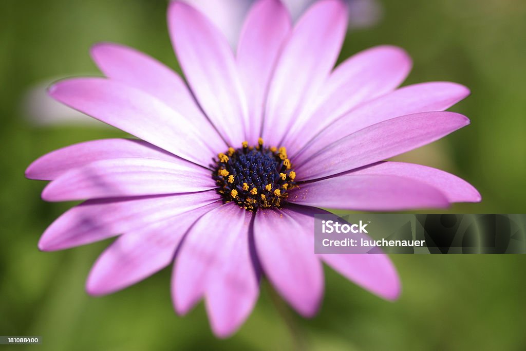 Detalhe de flor macro - Foto de stock de Azul royalty-free