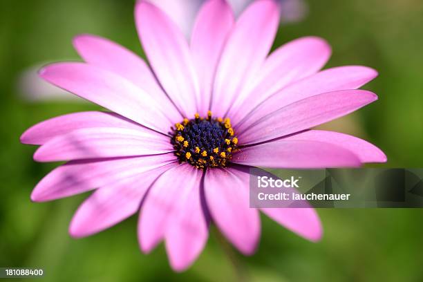 Macro De Flor Grande - Fotografias de stock e mais imagens de Azul - Azul, Beleza, Beleza natural