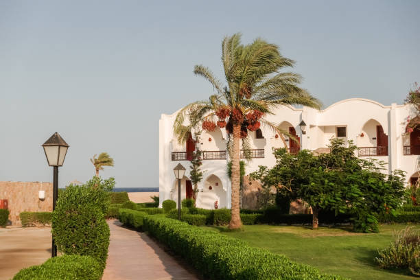istock strong wind in a resort on vacation in egypt 1810885497