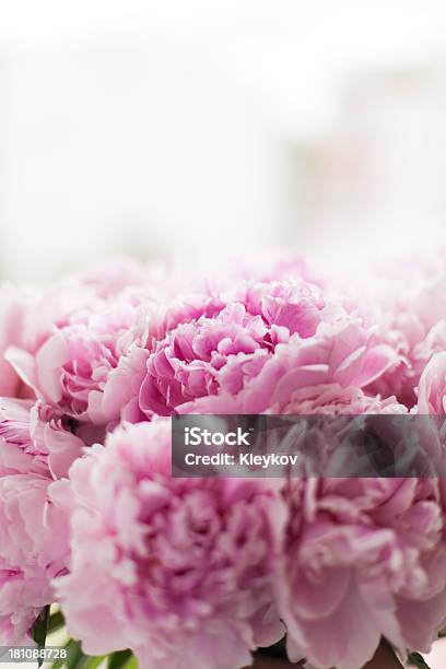 핑크 Peonies 0명에 대한 스톡 사진 및 기타 이미지 - 0명, 고요한 장면, 꽃-식물