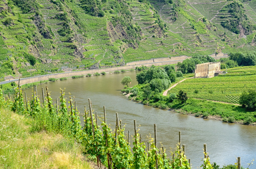 Curve of river Mosel with vineyards on steep hill