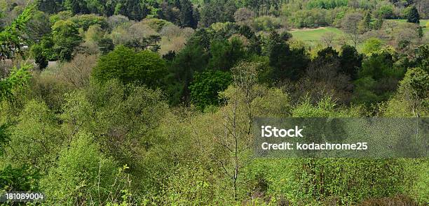 Foto de Licky Hills e mais fotos de stock de Agricultura - Agricultura, Arvoredo, Beleza natural - Natureza