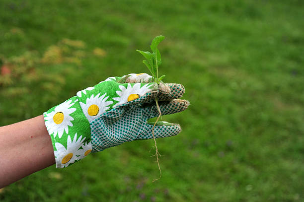istock Holding a small plant just before planting 181089141