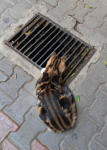 The street cat follows the cat under the sewer grate and wants to hunt it.