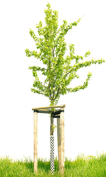 Small pear tree with wooden support stakes isolated on white. stock photo