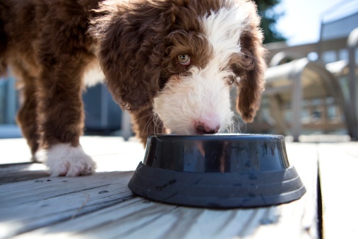 Chocolate and White Labradoodle Puppy eating or drinking from a bowl