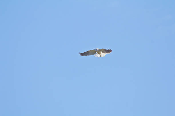 istock White-tailed Kite looking for food 181089851