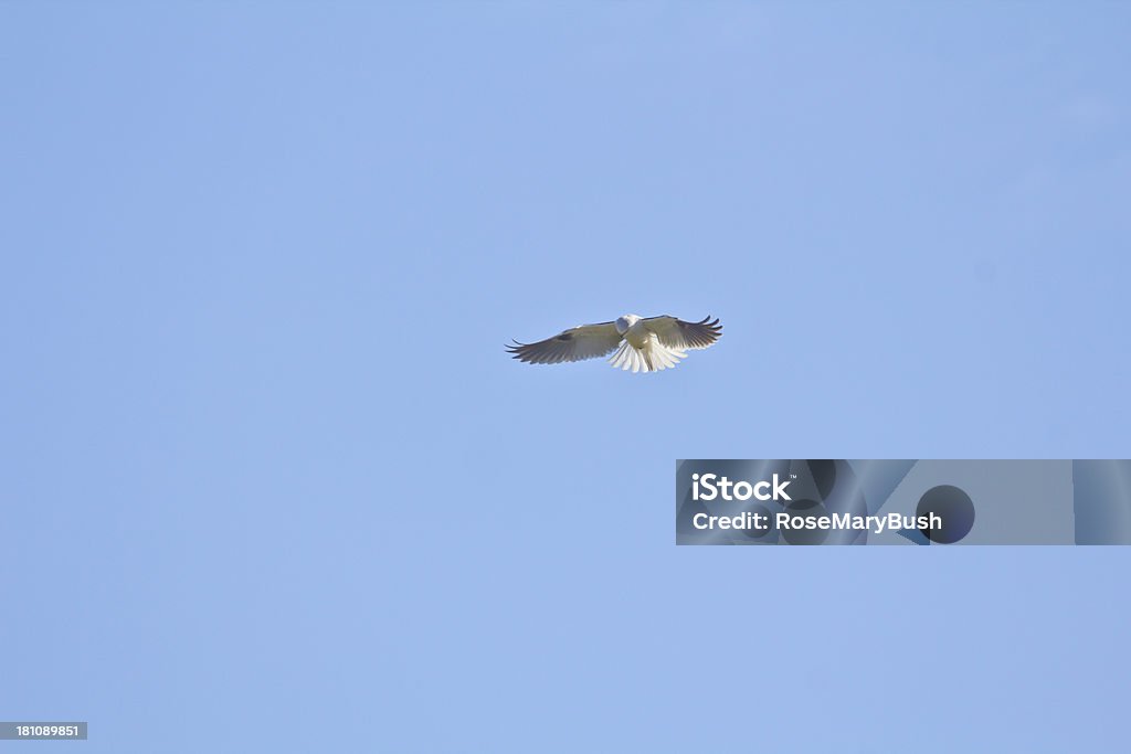 Белый-tailed Кайт, глядя на пищи - Стоковые фото White-tailed Kite роялти-фри