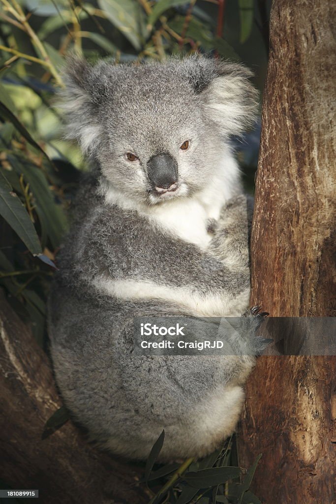 Coala - Foto de stock de Animal royalty-free