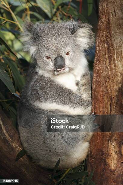 Foto de Coala e mais fotos de stock de Animal - Animal, Animal selvagem, Austrália